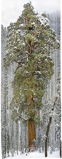 World & Travel: President tree, Giant Forest, Sequoia National Park, Visalia, California, United States