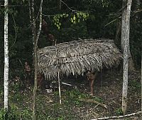 TopRq.com search results: Lost uncontacted tribe, Alto Tarauacá, Acre state, Brazil