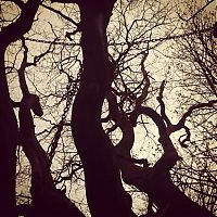 World & Travel: Chained Oak, Alton village, Staffordshire, England, United Kingdom