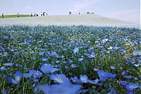 World & Travel: Hitachi Seaside Park, Hitachinaka, Ibaraki, Japan