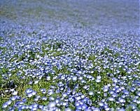 TopRq.com search results: Hitachi Seaside Park, Hitachinaka, Ibaraki, Japan