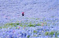 TopRq.com search results: Hitachi Seaside Park, Hitachinaka, Ibaraki, Japan