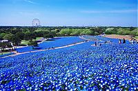 TopRq.com search results: Hitachi Seaside Park, Hitachinaka, Ibaraki, Japan