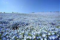 TopRq.com search results: Hitachi Seaside Park, Hitachinaka, Ibaraki, Japan