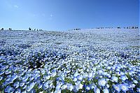 World & Travel: Hitachi Seaside Park, Hitachinaka, Ibaraki, Japan