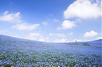 World & Travel: Hitachi Seaside Park, Hitachinaka, Ibaraki, Japan