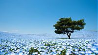 World & Travel: Hitachi Seaside Park, Hitachinaka, Ibaraki, Japan