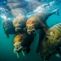 TopRq.com search results: National Geographic Photography