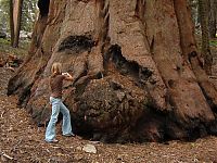 TopRq.com search results: President tree, Giant Forest, Sequoia National Park, Visalia, California, United States