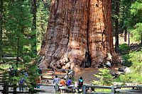 World & Travel: President tree, Giant Forest, Sequoia National Park, Visalia, California, United States