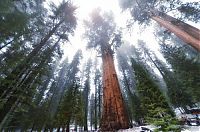 TopRq.com search results: President tree, Giant Forest, Sequoia National Park, Visalia, California, United States