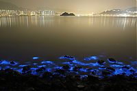 World & Travel: Bioluminescent phytoplankton, Hong Kong, China
