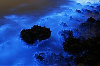 TopRq.com search results: Bioluminescent phytoplankton, Hong Kong, China