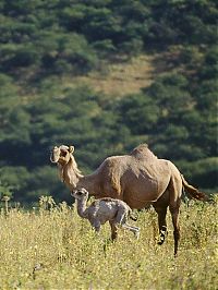 World & Travel: Salalah, Dhofar province, Oman