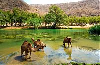 TopRq.com search results: Salalah, Dhofar province, Oman