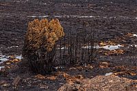 TopRq.com search results: Tasmania island fire, Commonwealth of Australia, South Pacific Ocean