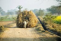 TopRq.com search results: Life in Pakistan
