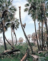 World & Travel: Palm wine toddy collectors at work, Democratic Republic of the Congo, Africa