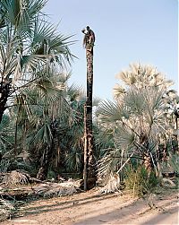 World & Travel: Palm wine toddy collectors at work, Democratic Republic of the Congo, Africa