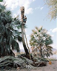 TopRq.com search results: Palm wine toddy collectors at work, Democratic Republic of the Congo, Africa