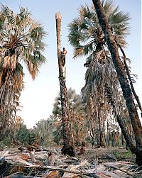 TopRq.com search results: Palm wine toddy collectors at work, Democratic Republic of the Congo, Africa