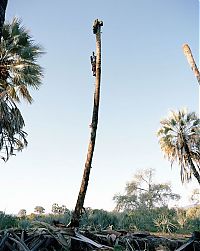 Palm wine toddy collectors at work, Democratic Republic of the Congo, Africa