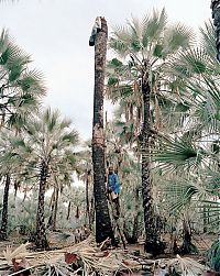 TopRq.com search results: Palm wine toddy collectors at work, Democratic Republic of the Congo, Africa