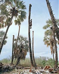 TopRq.com search results: Palm wine toddy collectors at work, Democratic Republic of the Congo, Africa