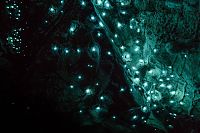 TopRq.com search results: Waitomo Glowworm Caves, Waitomo, North Island, New Zealand