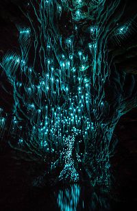 TopRq.com search results: Waitomo Glowworm Caves, Waitomo, North Island, New Zealand