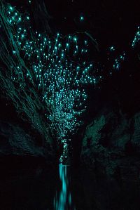 TopRq.com search results: Waitomo Glowworm Caves, Waitomo, North Island, New Zealand