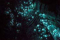 TopRq.com search results: Waitomo Glowworm Caves, Waitomo, North Island, New Zealand