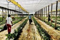 Greenhouse structures, Almería, Andalucía, Spain