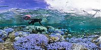 World & Travel: Coral reefs, Okinawa Islands, Japan