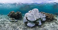 TopRq.com search results: Coral reefs, Okinawa Islands, Japan