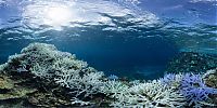 TopRq.com search results: Coral reefs, Okinawa Islands, Japan