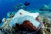 World & Travel: Coral reefs, Okinawa Islands, Japan