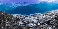 World & Travel: Coral reefs, Okinawa Islands, Japan