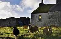 TopRq.com search results: Foula, Shetland Islands, Scotland