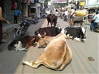 TopRq.com search results: Varanasi, Uttar Pradesh, North India